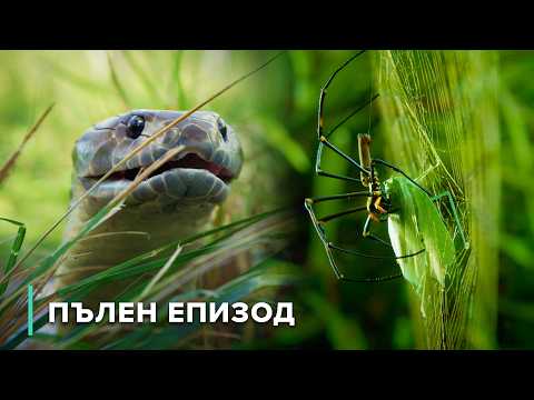 Видео: Свирепи хищници от горите и влажните зони на Австралия | Опасни австралийски животни 101+102