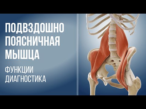 Видео: Подвздошно-поясничная мышца. Функции. Диагностика