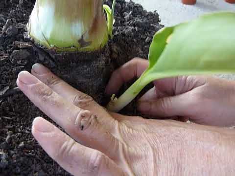 Видео: Как отделить детку от  банан не пересаживая основной банан.