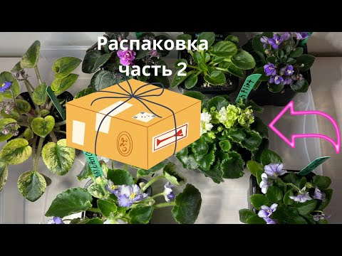Видео: Распаковка цветущих фиалок- мини часть 2//Unpacking of blooming violets-mini part 2.
