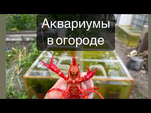 Видео: Аквариумы в огороде! Запустил Раков,  креветок двух видов и много живородящих рыб под открытым небом