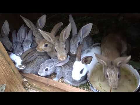Видео: Мои крольчата около 100 штук!!!