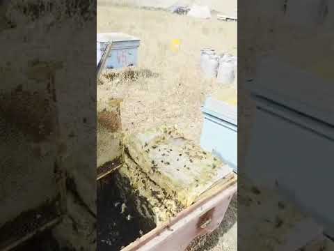 Видео: Асалгири дар Лифагар 20.07.2025  Асали тоза фуруши 900871043