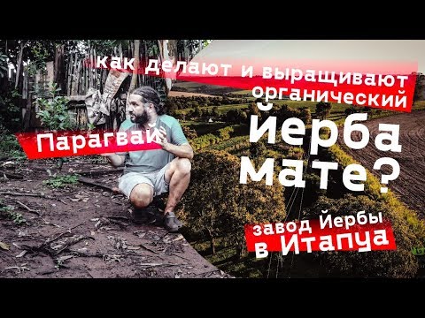 Видео: Парагвай. Как делают ЙЕРБА МАТЕ. Завод мате и органические плантации.