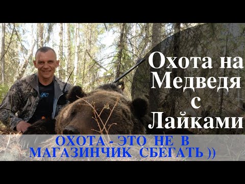 Видео: Охота на медведя с лайками. Несколько дней в поиске косолапого.