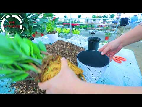 Видео: Замикулкас гуллини парвариши