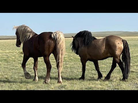 Видео: Айғыр… Жеребец. #horse #айгыр #жеребец #лошади #жылкы #жеребенок #мугалжар