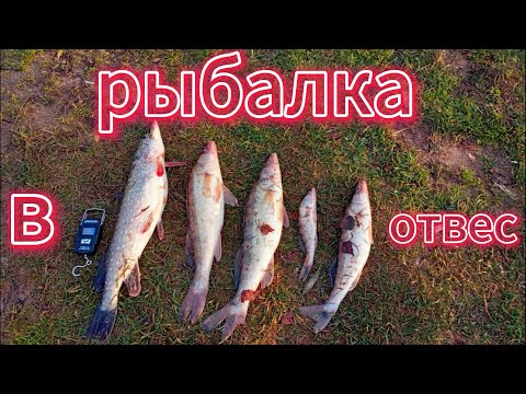 Видео: неплохая но тяжолая рыбалка в отвес,к сажилению половина файлов удалилась
