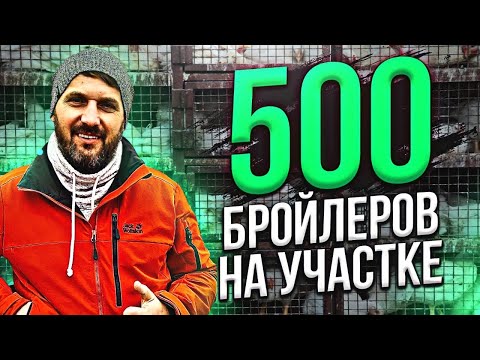 Видео: Выращивание бройлера на дому, бизнес на бройлерах, клеточное содержание птицы бройлер кобб 500