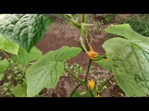 Видео: Зимняя теплица на Урале: лучшее освещение для роста растений.