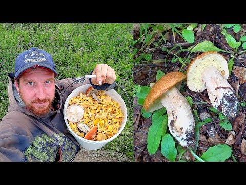 Видео: ОГО! НАШЁЛ НЕТРОНУТЫЙ ЛЕС, а ТАМ ГРИБОВ просто КОВЁР! Белые грибы, лисички, опята в июне! Грибы 2023