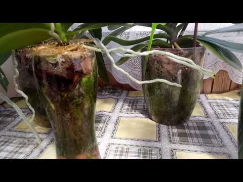 Видео: Закрытая система посадки орхидей.Когда пора поливать?