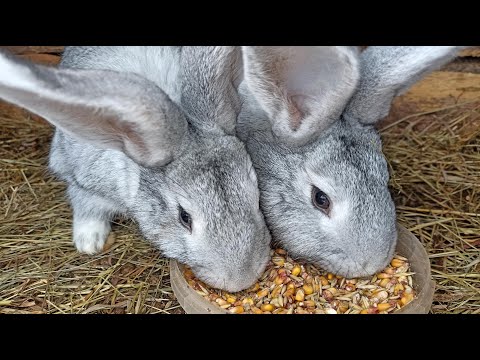 Видео: Кукуруза для кроликов!!! Стоит ли ее давать кроликам!? [польза и вред]