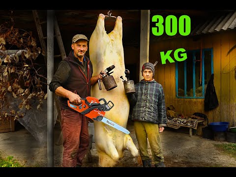 Видео: ЗАКОЛ ПОРОСЯ 300КГ  - НА ГУЦУЛЬЩИНІ #заколпорося #порося #поросята #pig
