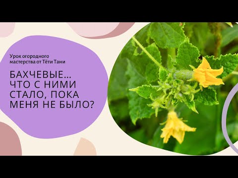 Видео: Бахчевые...Бедняги...