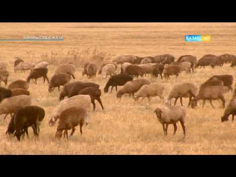 Видео: Қылмыс пен жаза - Несие. Алматы облысы