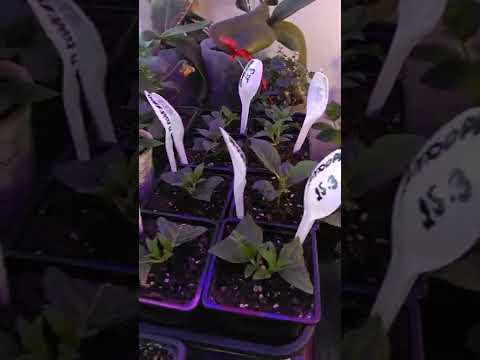 Видео: Маточники гортензии. 12.04. Второй этап раннего черенкования. Результат первого раннего черенкования