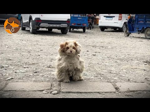 Видео: Бездомная собака остановила мою машину, поэтому я забрал её домой