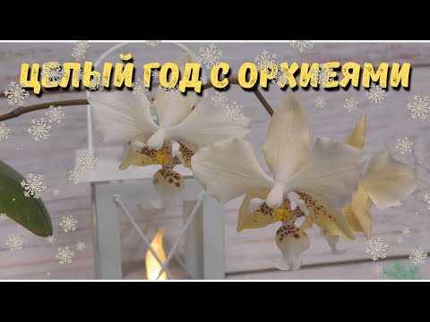 Видео: Самое интересное о моих орхидеях. Итоги орхидейного года
