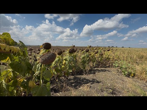 Видео: Lidea 5053 🔥🔥Буде 35 ц/га чи ні?🤔🤔Натура страшна😱😱