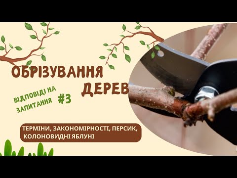 Видео: Як та коли обрізати плодові дерева: коротко у форматі "запитання-відповідь"