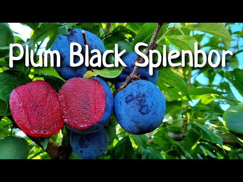 Видео: Слива Блек Сплендор / Plum Black Splendor