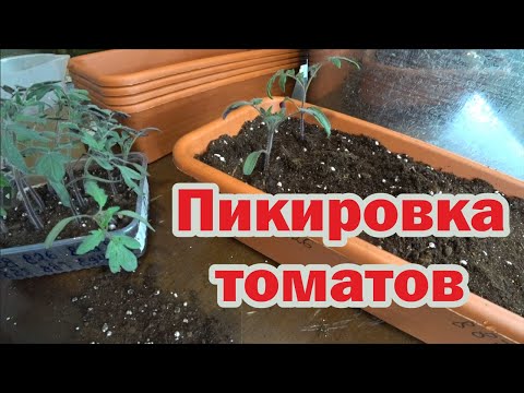 Видео: Особенности пикировки томатов