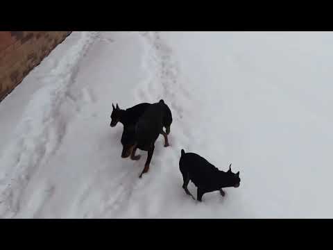 Видео: Цвергпинчеры и немецкий пинчер! наши гулянки. Пришла зима 🖤❄❄❄