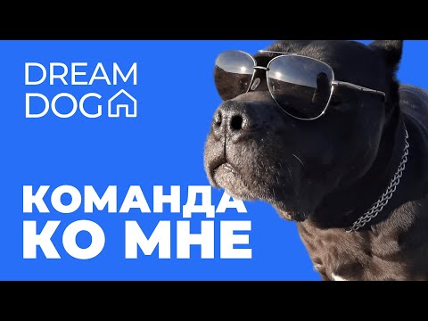 Видео: Команда Ко мне 🐶 Как научить собаку подходить к хозяину 🐕 Приучить щенка подзыву к ноге человека 🐩