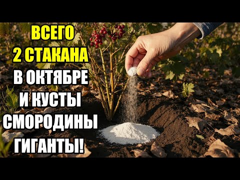 Видео: Так смородина у вас ещё НИКОГДА не росла! Я нашёл идеальную осеннюю подкормку для смородины!