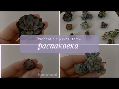 Видео: Распаковка суккулентов