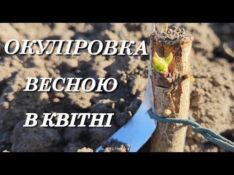 Видео: Окуліровка в квітні