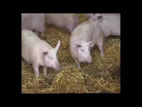 Видео: Выгодное свиноводство. Содержание свиней на глубокой подстилке