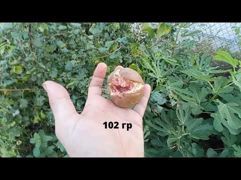 Видео: Обзор состояния моих саженцев инжира в 2023 году. Как в Киеве растет инжир без зимнего укрытия.