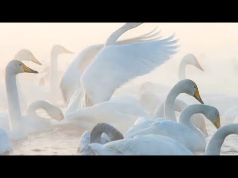 Видео: Лебединый рай / Телеканал Культура