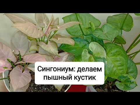 Видео: Сингониум: делаем пышный кустик