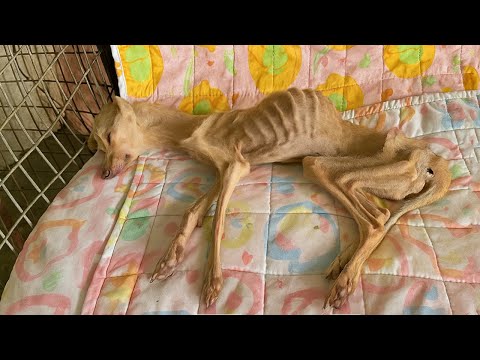 Видео: Он все еще боролся, его сердце все еще билось... Все расплакались, увидев это чудо!