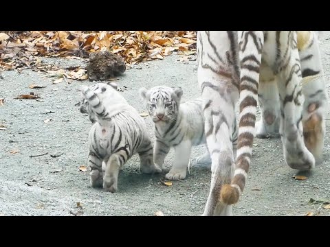 Видео: Цуки отказывается спать, пока Сигурэ сладко дремлет 😴🐯