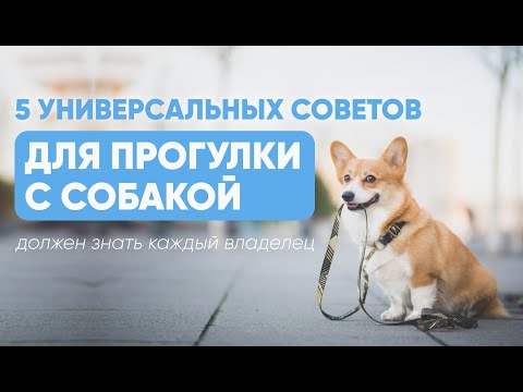 Видео: 5 советов ДЛЯ ПРОГУЛКИ с собакой, которые ДОЛЖЕН ЗНАТЬ каждый владелец 🦮