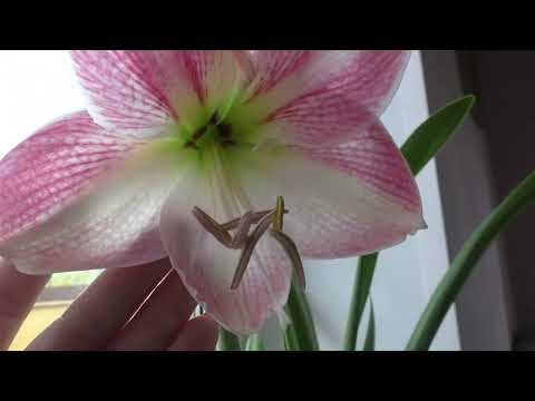 Видео: Гиппеаструм Эппл Блоссом. Домашнее цветение, дает деток, наращивает листву