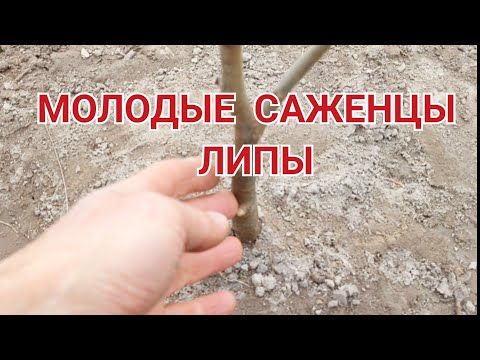 Видео: Посадка Липы в Поле.Ошибки при посадке.