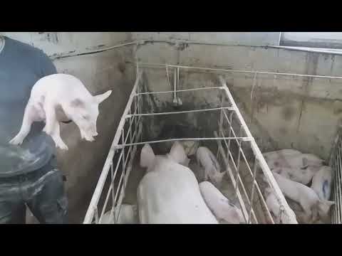 Видео: Вакцинація поросят /🐖🐖🐖/ Сардосан працює чи ні? Але ми всерівно це робимо! Свині будуть задоволені.