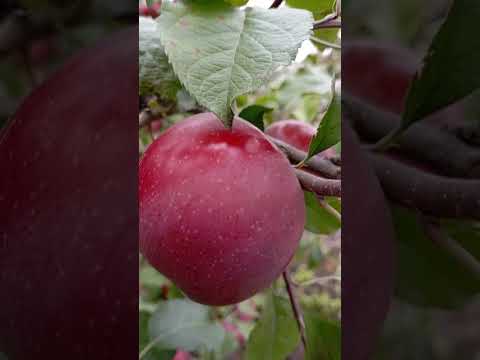 Видео: 17 жовтня 2025 р.Фуджі під питанням?🤔Ще один сорт на визначення🍊