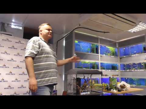 Видео: Tetra. Мастер-класс по запуску аквариума с Дмитрием Кашкаровым и Раисой Зубаревой