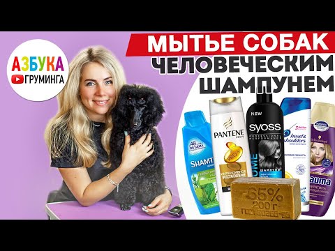 Видео: Человеческий шампунь для мытья собак - почему бы и НЕТ?!