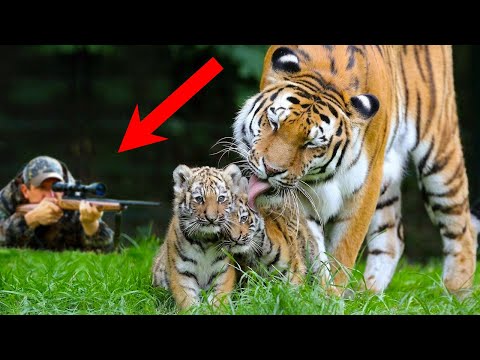 Видео: ВЫ не ПОВЕРИТЕ в то, что спасло беременную тигрицу от охотников!