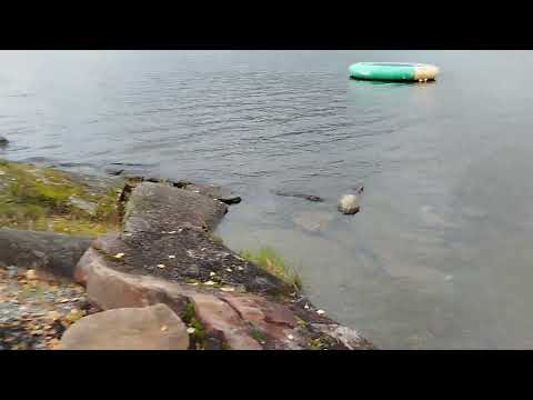 Видео: Озеро Хурдал:)#norway #прогулка #nature #отдых #travel 