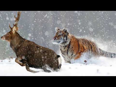 Видео: Его боятся ОЛЕНИ и даже МЕДВЕДИ! Амурский ТИГР - Царь Снежных ЛЕСОВ!