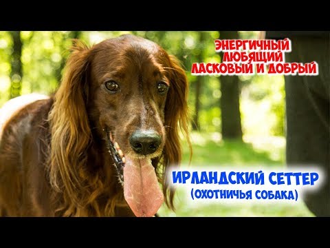 Видео: Ирландский Сеттер. Описание породы. Характер и уход.