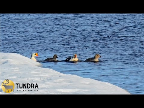 Видео: ОХОТА НА МОРСКИХ УТОК 2025 Северная Якутия / King eider hunting #якутия #hunting #охота #природа